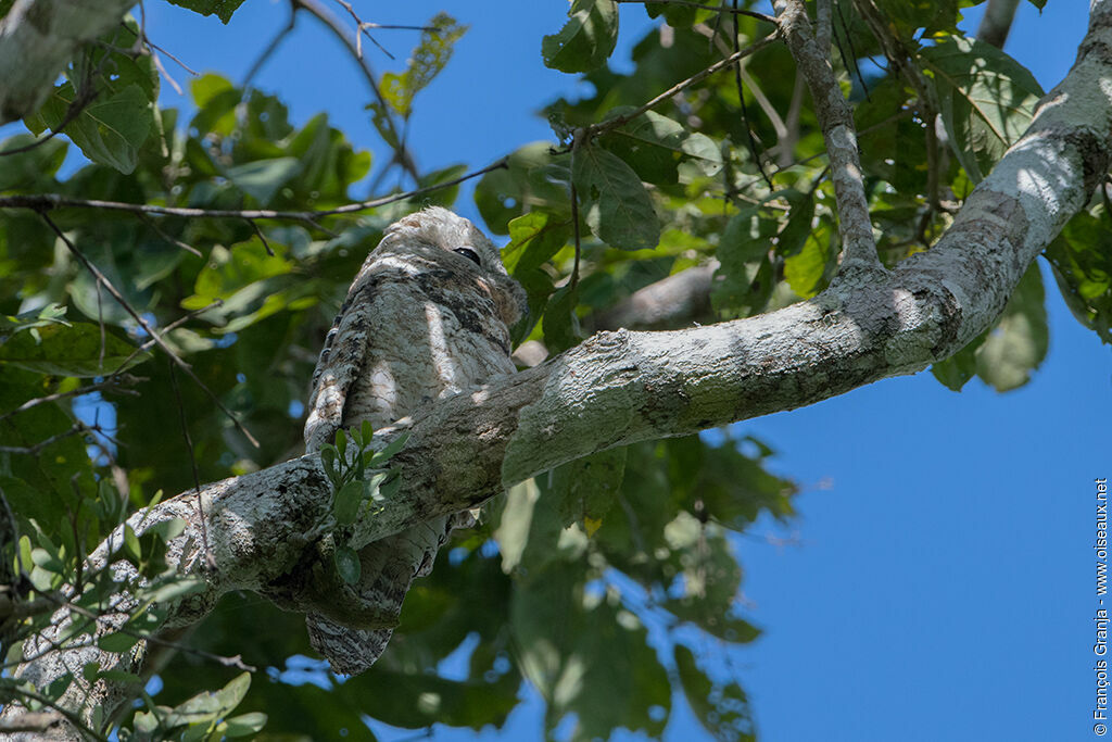 Great Potoo