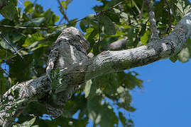 Great Potoo