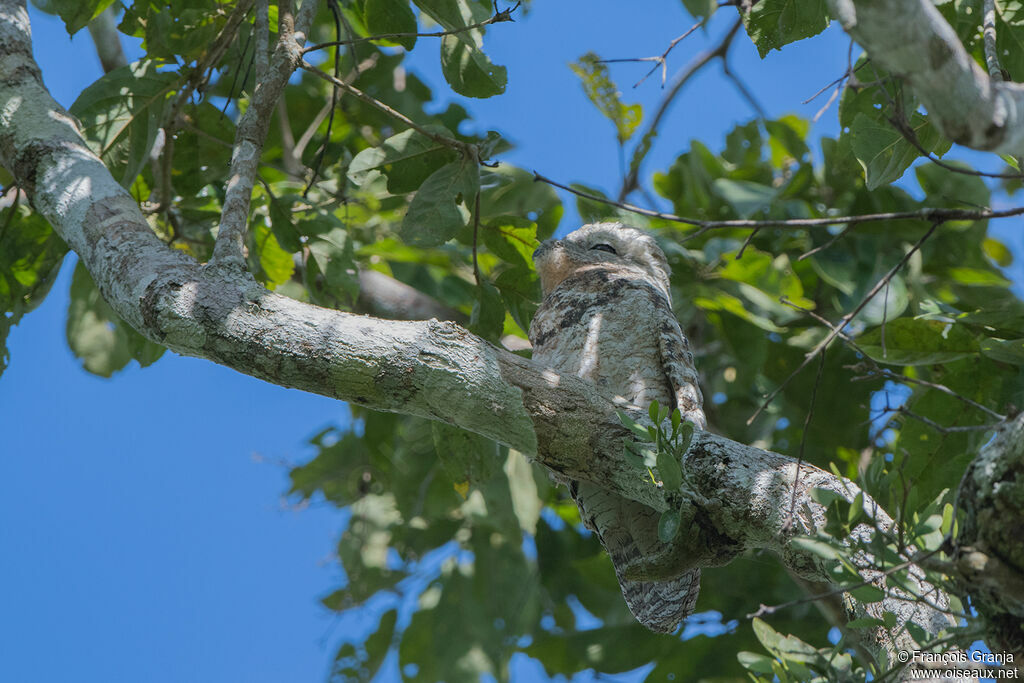 Great Potoo