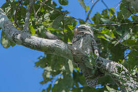 Great Potoo