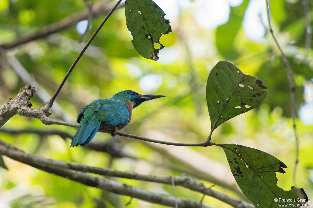 Great Jacamar