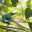 Grand Jacamar