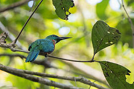 Great Jacamar