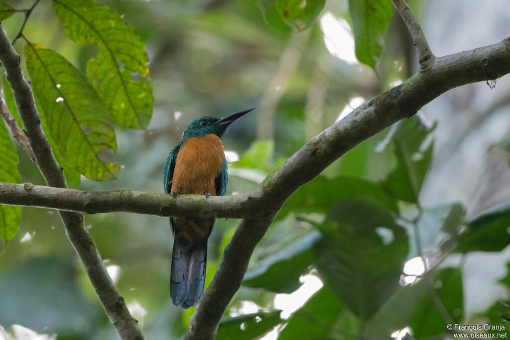 Great Jacamar