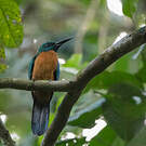 Grand Jacamar