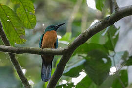 Great Jacamar