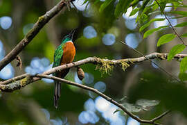 Great Jacamar