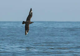 Great Skua