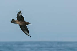 Great Skua