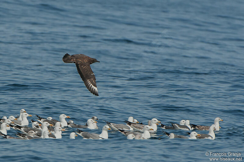 Great Skua