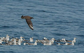 Great Skua