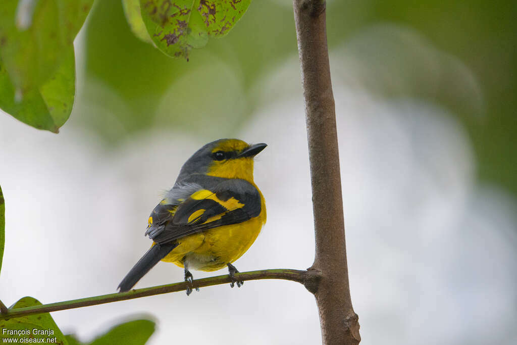 Grand Minivet femelle adulte