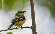 Grand Minivet