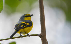 Orange Minivet