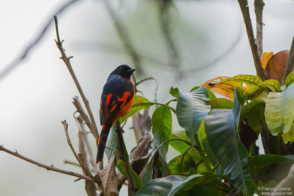 Orange Minivet male