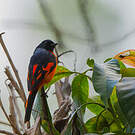 Grand Minivet