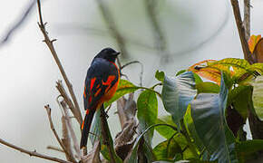 Orange Minivet