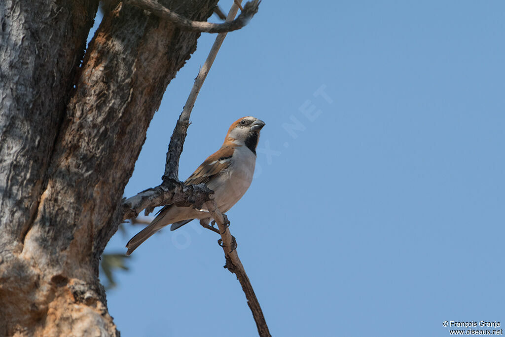 Great Sparrow male