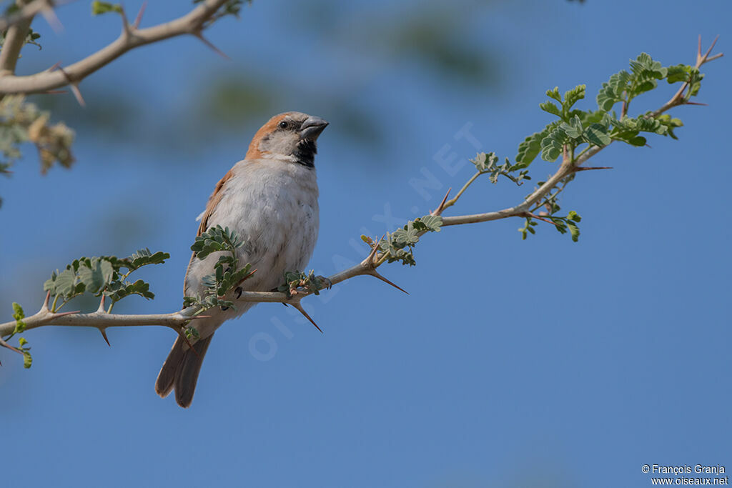 Great Sparrow