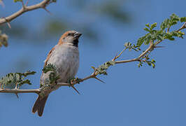 Great Sparrow