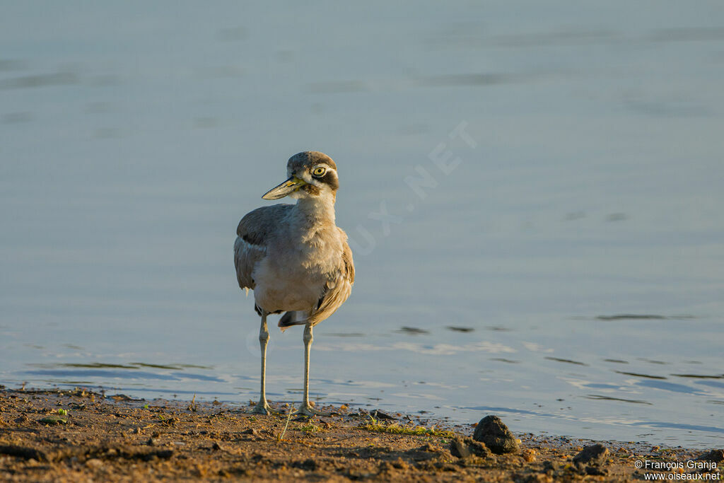 Great Stone-curlew