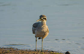 Great Stone-curlew