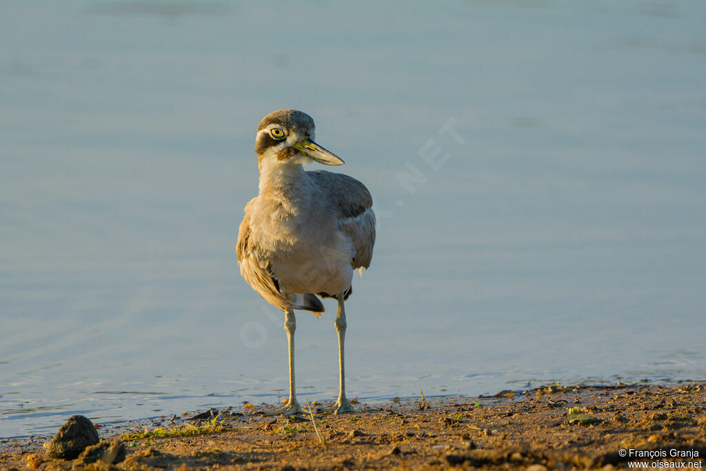 Great Stone-curlew