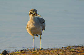 Great Stone-curlew