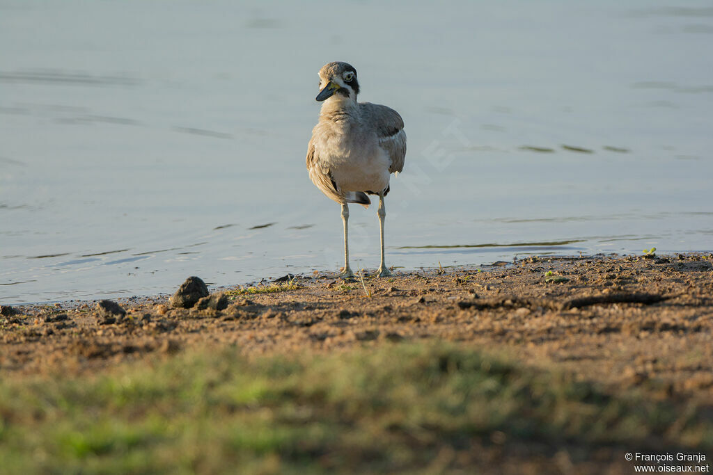 Great Stone-curlew