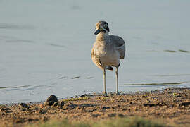 Great Stone-curlew