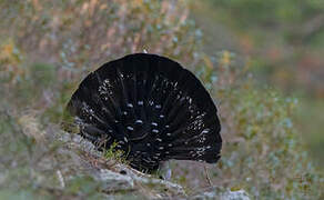 Western Capercaillie