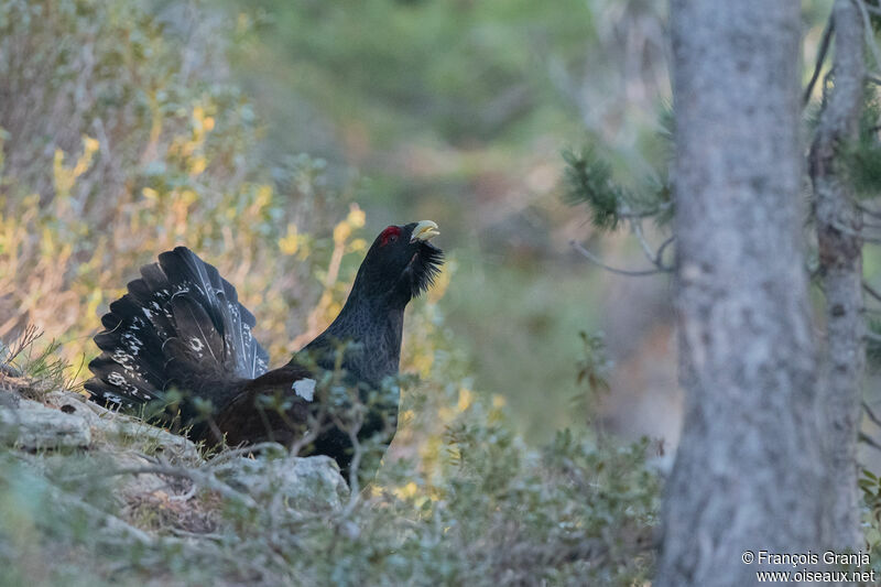 Western Capercaillie male