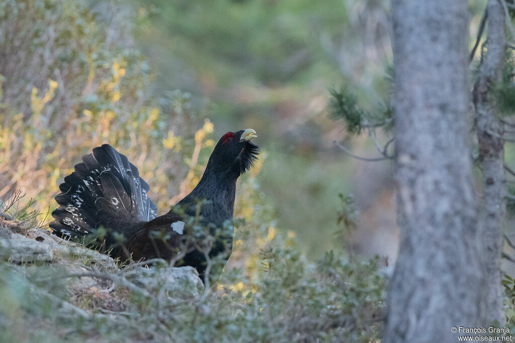 Western Capercaillie male