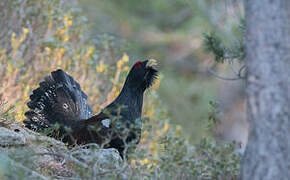 Western Capercaillie