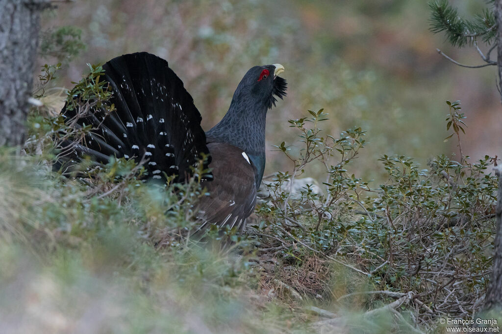 Western Capercaillie male