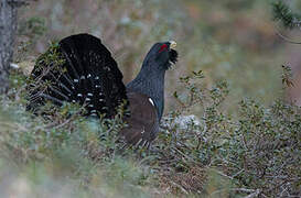 Western Capercaillie