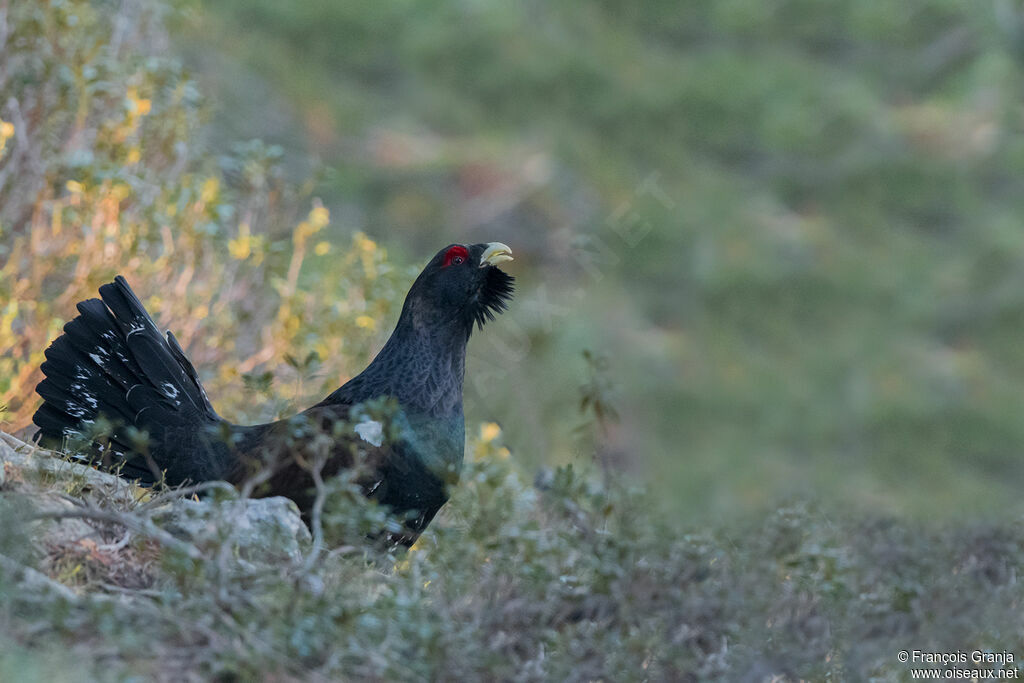 Western Capercaillie