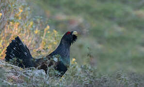 Western Capercaillie