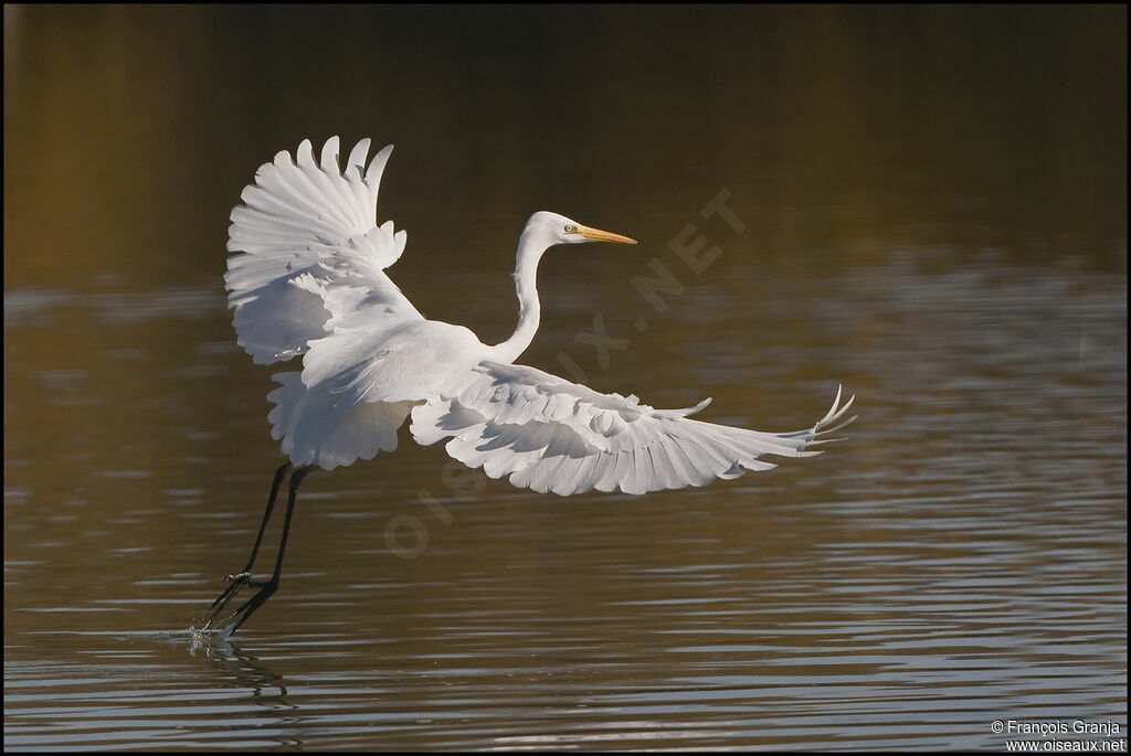 Great Egretadult, Flight