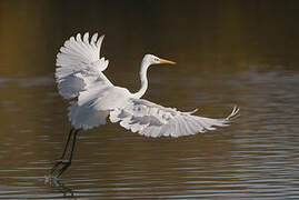 Grande Aigrette