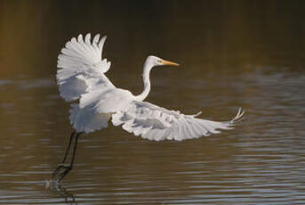 Grande Aigrette