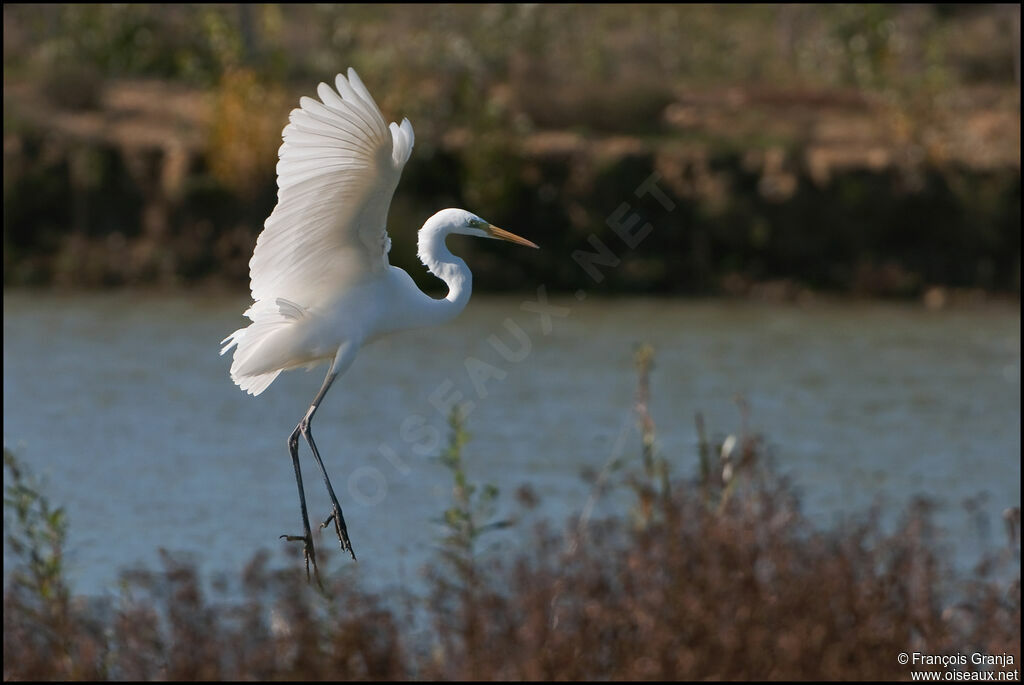 Great Egretadult, Flight