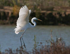 Grande Aigrette