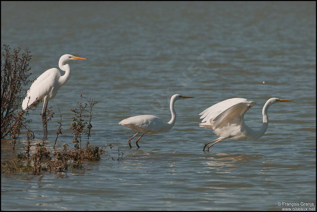 Great Egretadult