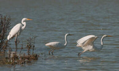 Grande Aigrette