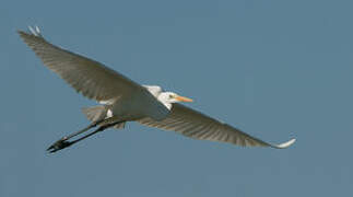 Grande Aigrette