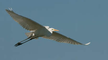 Grande Aigrette