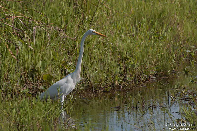 Great Egretadult