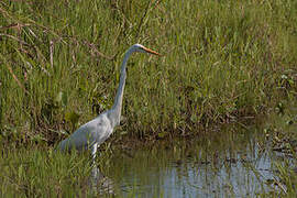 Grande Aigrette