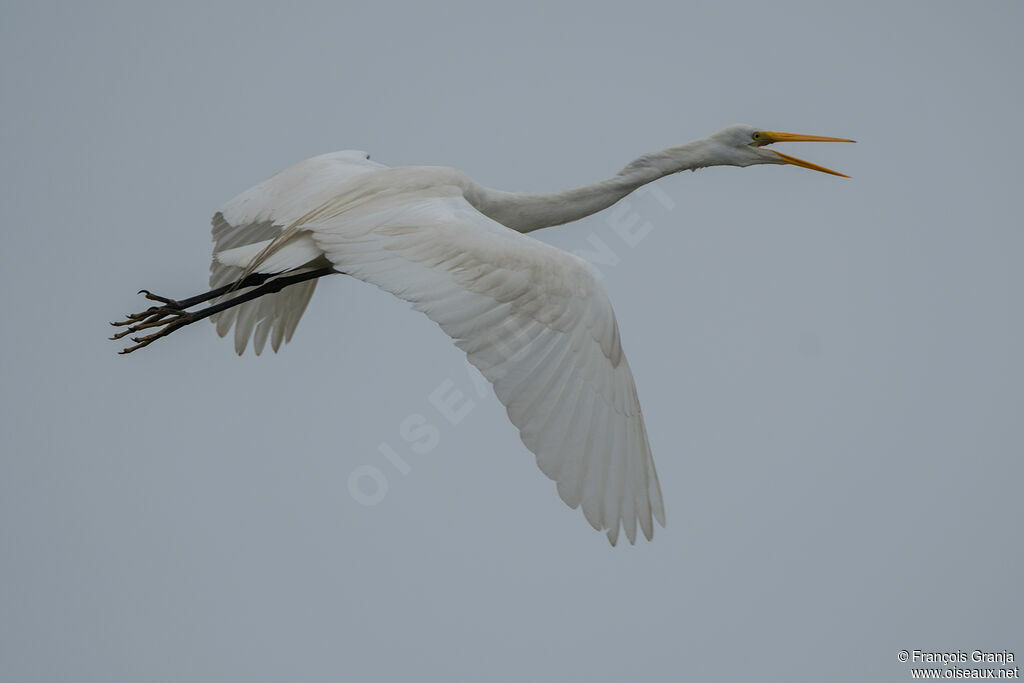 Grande Aigrette